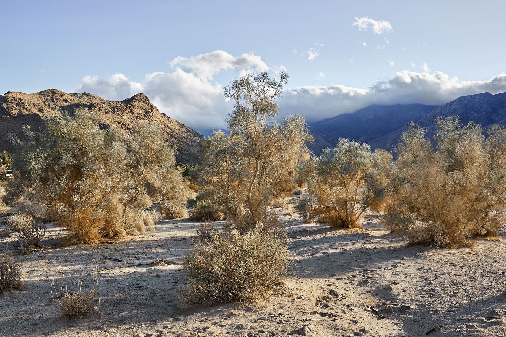 4-SmokeTrees-In-Araby-Wash_8471_MHarveyPhoto