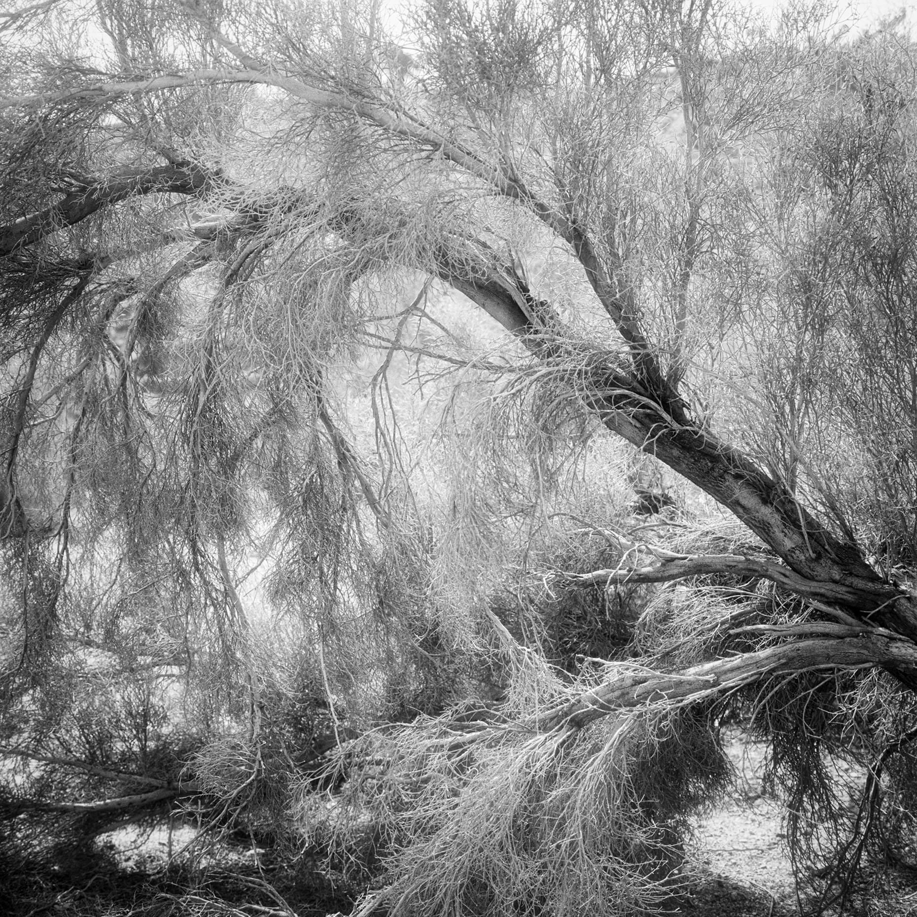 Smoketrees1_MillicentHarveyPhoto4_Brush Falls.jpg