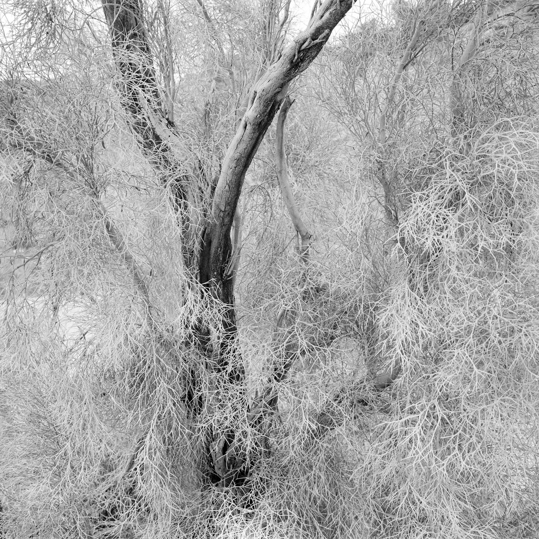 Smoketrees1_MillicentHarveyPhoto6_Mystic Lace.jpg