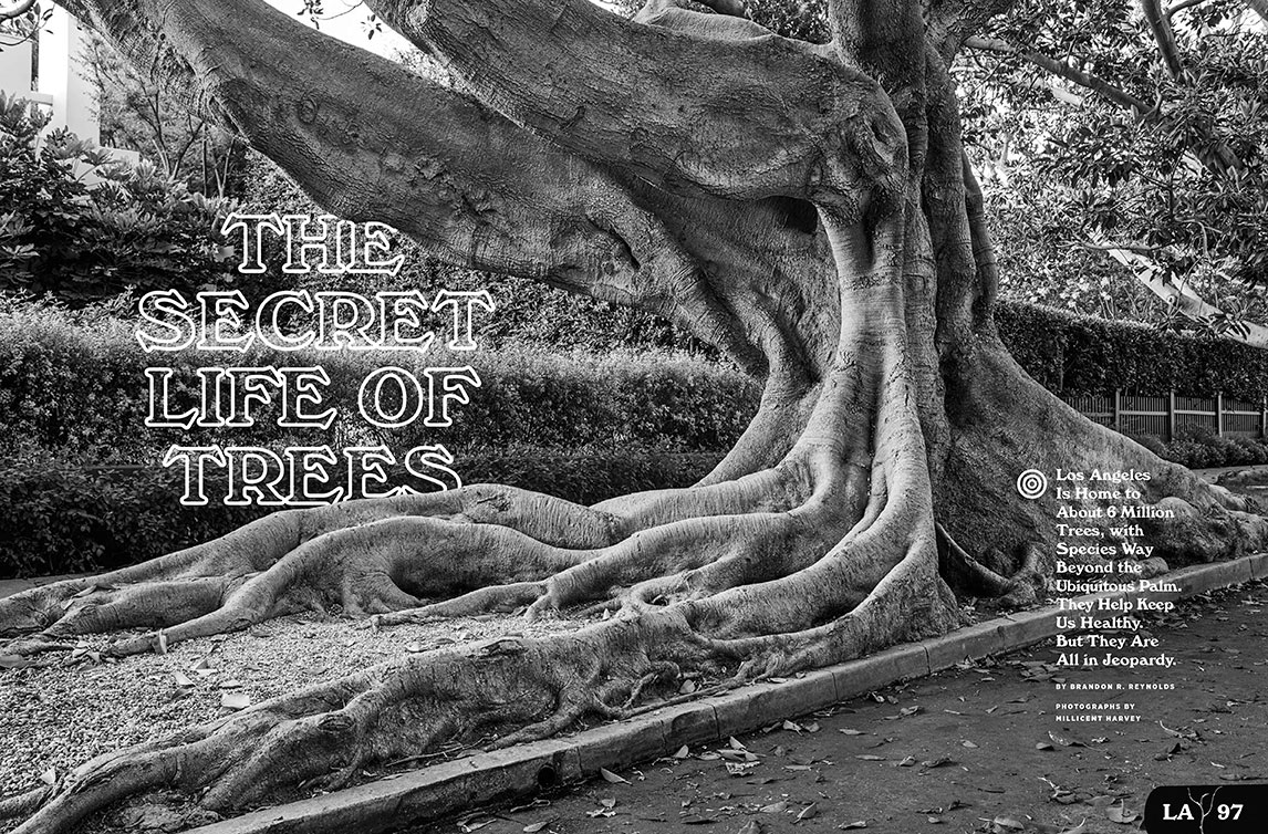 The-Secret-Life-of-Trees-opener_web